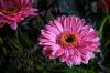 Filename=flower1_300k.jpg
Filesize=287KB
Dimensions=1000x667
Date added=Dec 30, 2011 flower1_300k.jpg