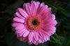 Filename=flower2_300k.jpg
Filesize=281KB
Dimensions=1000x667
Date added=Dec 30, 2011 flower2_300k.jpg