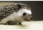 Igel