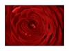 Herz Rose